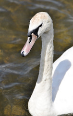 Obraz premium Swan 4