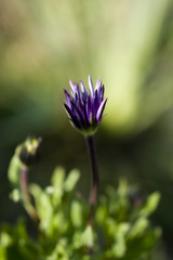 Macro flower par Karim SAARI