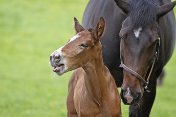 Fototapeta premium Warmblutfohlen