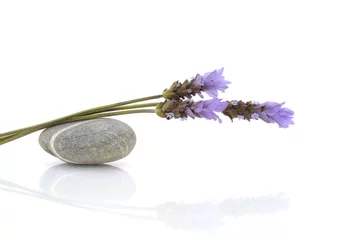 Gartenposter Lavendel Einfach natürlich