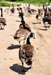 Following (Canadian Geese)