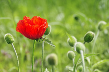 Klatschmohn