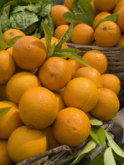 Malta Oranges