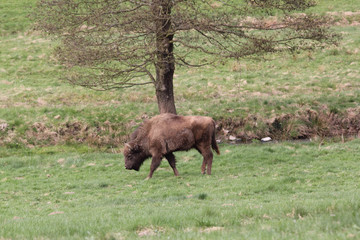 Fototapeta premium Wisent