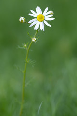 Gänseblümchen (lat. bellis perennis) vor grünem Hintergrund