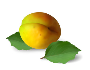 Ripe apricot with leaves on white background