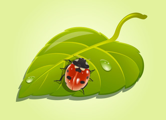 Ladybird on poplar leaf