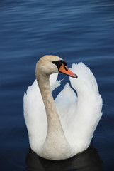 Swan in a lake