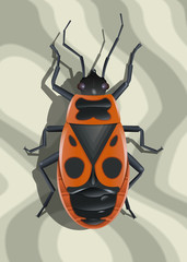 Red soldier bug