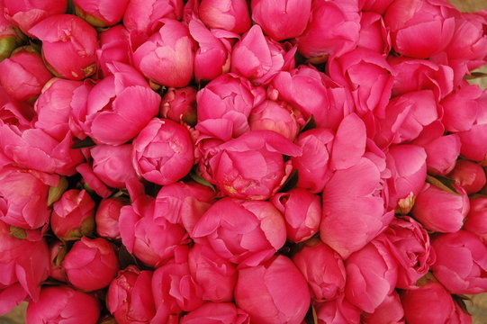 Brass&eacute;es de pivoines roses fushia