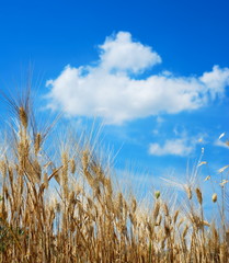 Fototapeta premium Golden wheat stems