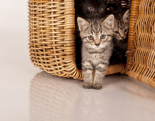 Fototapeta na wymiar cute gray kitten in picnic basket