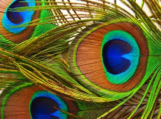 Tuinposter Bright feathers of a peacock close up © kelley