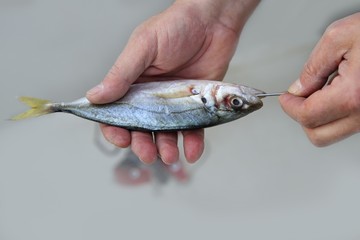 goggle eye mackerel live bait fish hook tackle