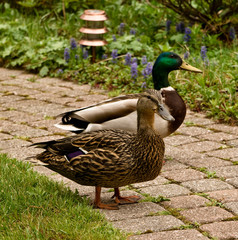 Mated mallard ducks
