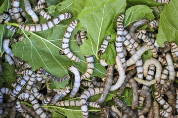 many silkworms texture eating mulberry leaves