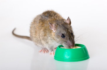 The domestic rat eats yoghurt