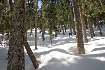 Winter hiking in the snow forest.
