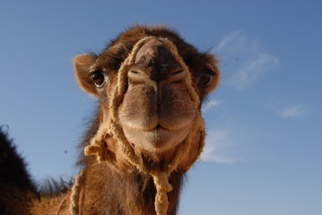 Kamel in der Sahara