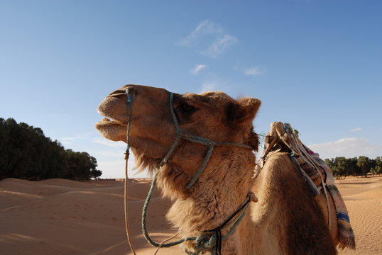 Kamel in der Sahara