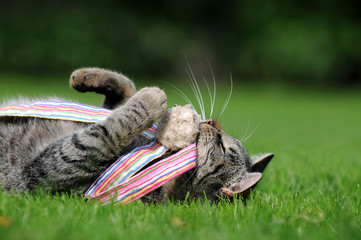 Katze am spielen
