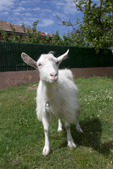 Obraz premium wondering goat