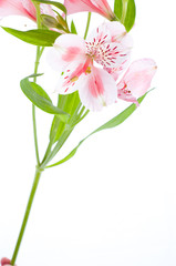 Naklejka na ściany i meble Alstroemeria Flower