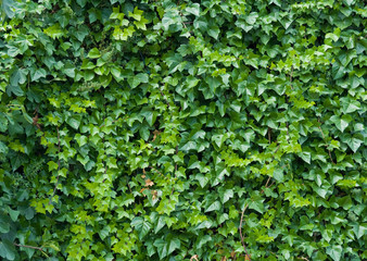 Naklejka premium Climbing ivy background.