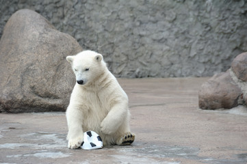 Little white polar bear with ball