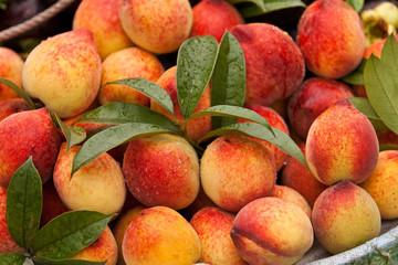 peaches with leaf