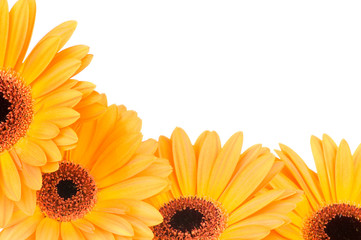 Gerber flowers isolated on white background .