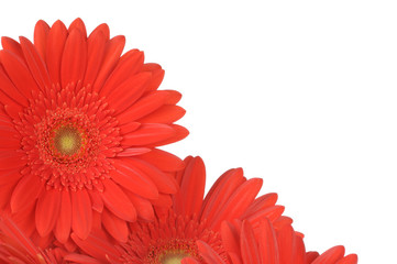 Gerber flowers isolated on white background