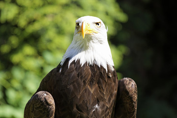 Weisskopfseeadler