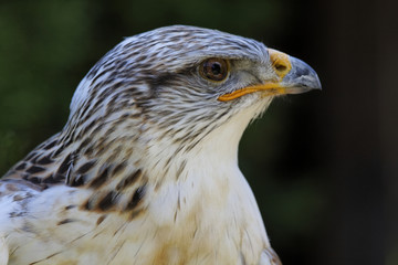königsrauhfussbussard