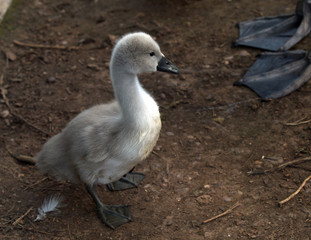 Cygnet