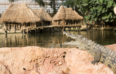 Naklejka premium crocodile