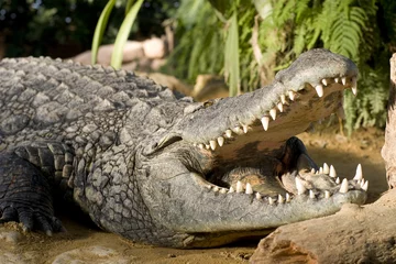 Photo sur Aluminium Crocodile crocodiles mâle