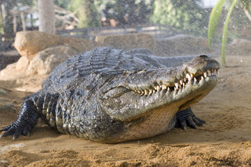 crocodile sous une averse