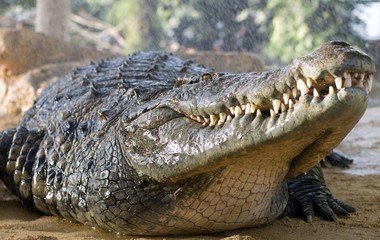 crocodile mouillé