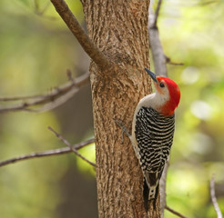 Red-bellied Woodpecker, Melanerpes carolinus