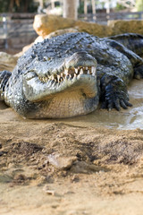 crocodile mâle de face