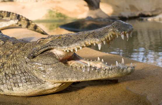 crocodile au bord de l'eau