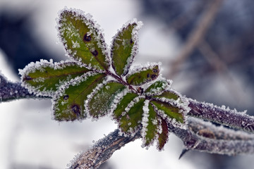 blueberry leaves in winter in Maine