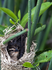 Red winged blackbird