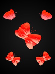 Rote Schmetterlinge mit schwarzem Hintergrund
