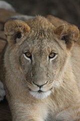 Young Lion