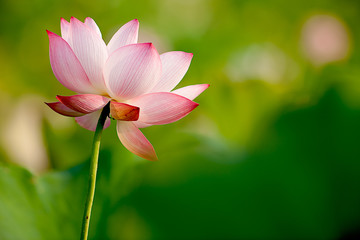 Pink Lotus with nice green background