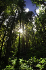 Fototapeta premium Majestic view of giant trees (Redwoods) with blue sky