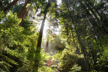 Naklejka premium View of Heaven like forest with giant trees