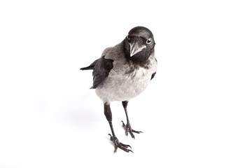 Courious hooded Crow (Corvus cornix)